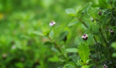 紫色花瓣的花